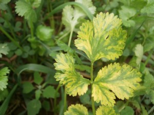 cilantro