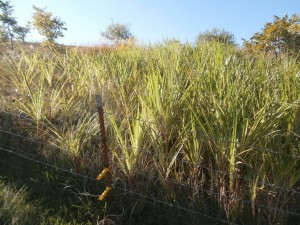variegated miscanthus