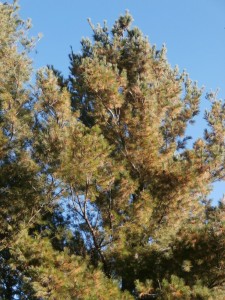 white pine