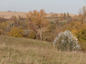 white poplar