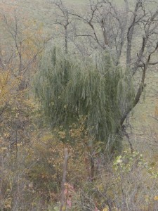 weeping willow