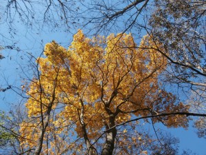 yellow hickory