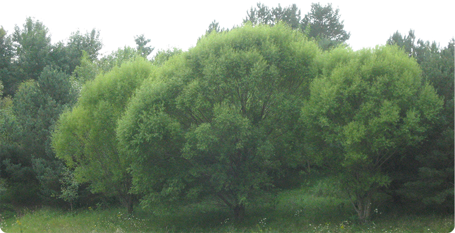 Navajo Willow Fast Growth