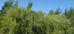 Queen's Gold Willow