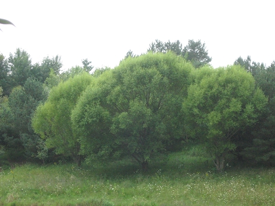 Navajo Willow, Globe Willow-Fast Trees