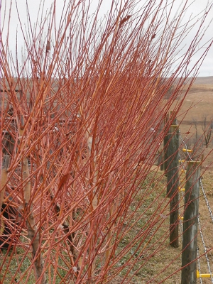 Fast Growing Red Stemmed Willow