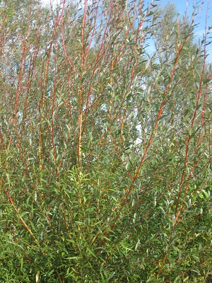 Inferno Fast Growing Willow