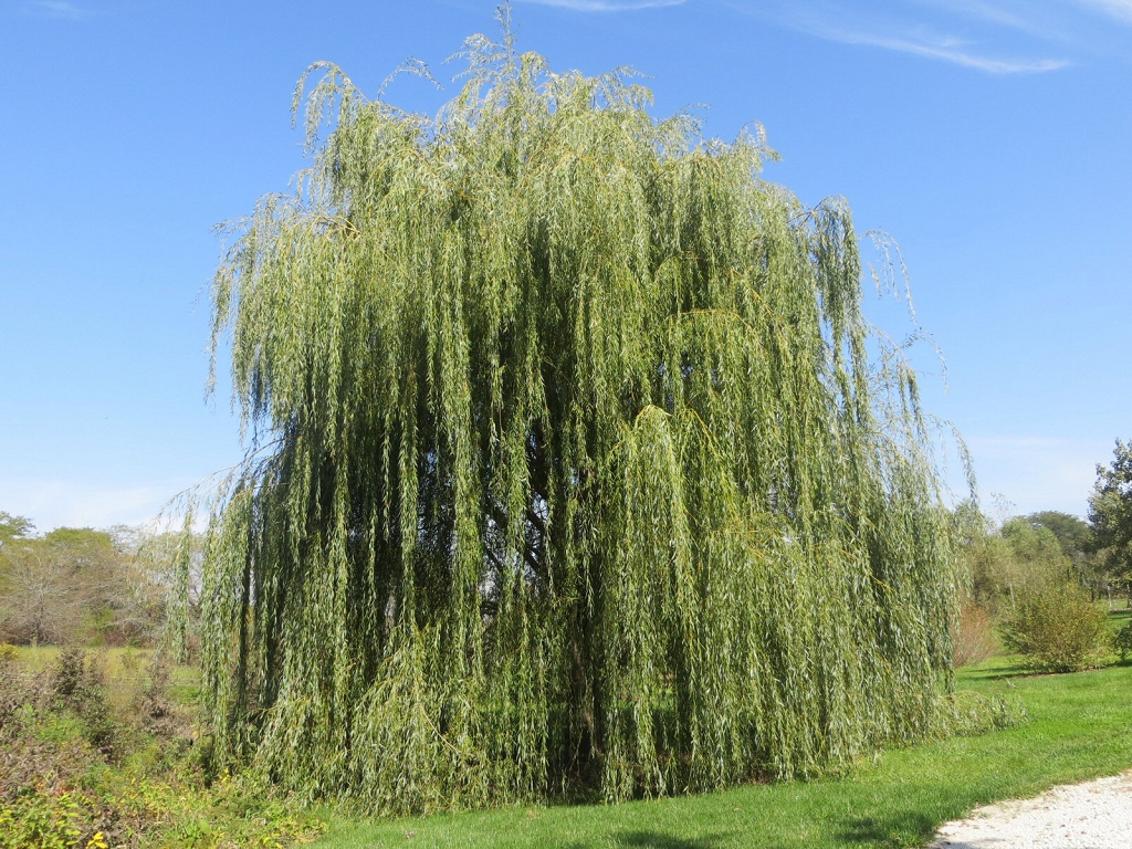 Growing Weeping Willow Trees
