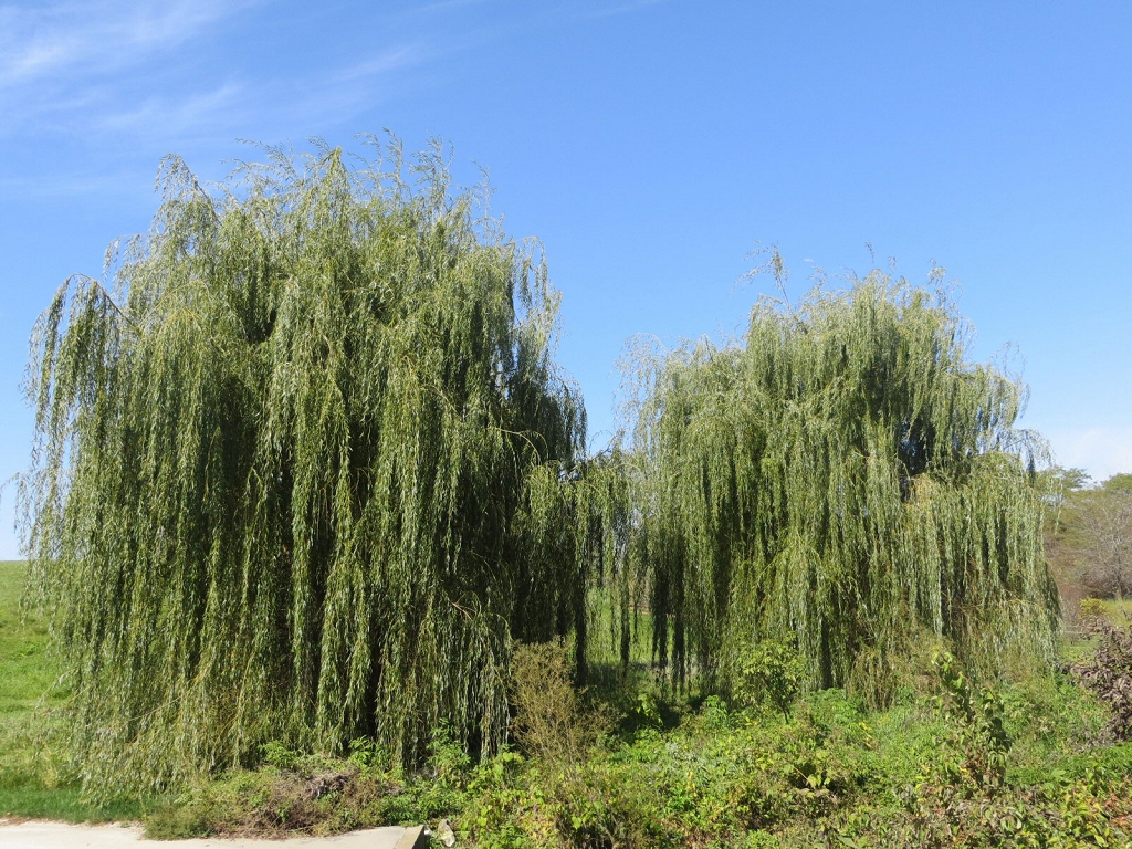 Weeping Trees Landscape Fast Growing