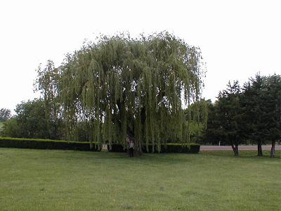 Weeping Willow Hybrid