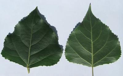 Fastgrowing Hybrid Poplar
