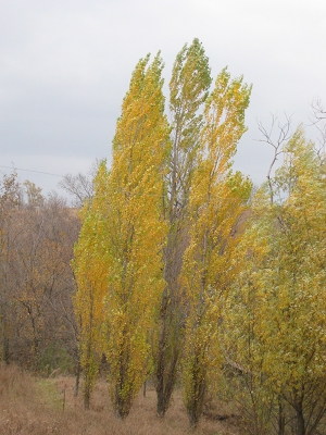 Fall Colors Yellow Poplars