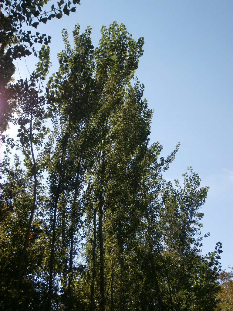 Fast Growing Poplars Hedges